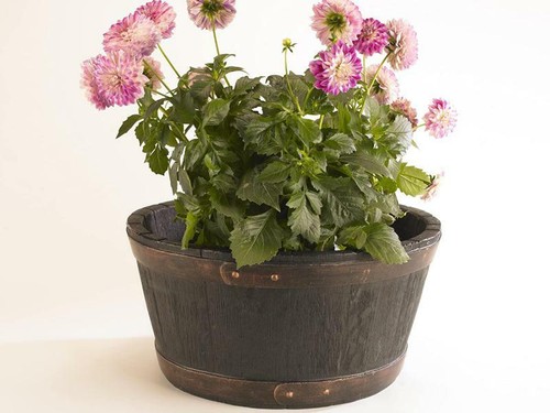 Sankey 49cm round garden - 49cm,